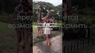 Кения: Завтрак с жирафами: Уникальный опыт в Giraffe Manor! #GiraffeManor #Жирафы #Кения #Сафари