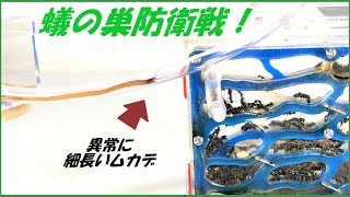 蟻戦争Ⅲ＃175 アリの巣防衛戦！長すぎるムカデがアリの巣に侵入してきたら・・・。  編～Unusually long centipede～