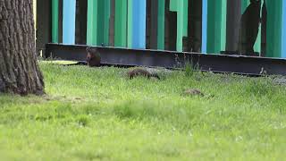 Groundhogs, Colonel Samuel Smith Park, 06/01/23