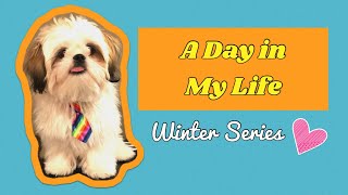 A Day in a Life of a Shih Tzu | Winter Series Edition