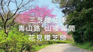 [賞櫻最前線]  3/16 北海岸 新北 三芝櫻花季  青山路 山櫻滿開 櫻花花況 ！！  記得 訂閱 才能收到第一手資訊 謝謝！！