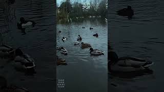 Ducks On The Water In Hampstead Heath Ponds - 03 - [ #shorts ]