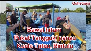 Bawal Hitam- Pukat tangguk / Panau,Kuala Tatau