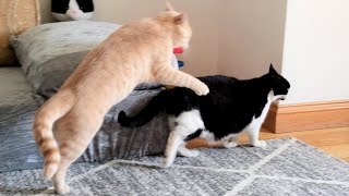 Cat Fight