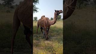 ماذا يفعل الطفل تحت الجمل؟#animals #shorts #viralvideo