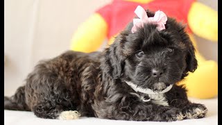 Shihpoo Puppies for Sale