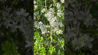 L'aubépine, arbre épineux mellifère qui souffre de la sécheresse