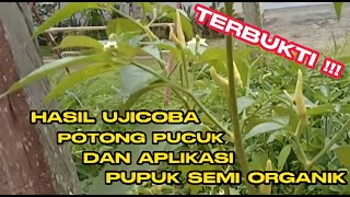 TERBUKTI !! CABE RAWIT LOKAL BERBUAH LEBAT HASIL METODE POTONG PUCUK