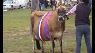 Geelong Show 2009, Champion Jersey Cow, 'You're the Top'