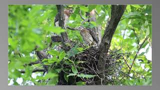 Coopers Hawks, Dr. Martin L. Dobkin Community Park, Mississauga, 06/29/23