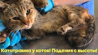 КАТАТРАВМА У КОТОВ (Падение с высоты) - травмы и последствия, оказание первой помощи. Советы.