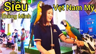 Bắt Gặp Chú Vẹt Nam Mỹ Siêu Đẹp Tại Phố Đi Bộ Kỳ Lừa Lạng Sơn