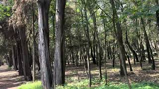 Urban hiking 🥾 in Mexico City: Viveros de Coyoacán