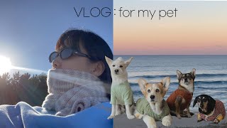 VLOG | 양양에서 가족과 함께한 시간🌊문의 많았던 강아지를 위한 아이템들🐕