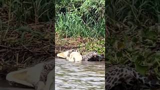 jaguar hunts crocodile very difficult #animals #viral #wildlife #animalvideo