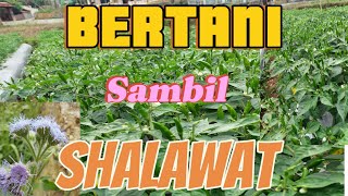 BERTANI SAMBIL BERSHALAWAT