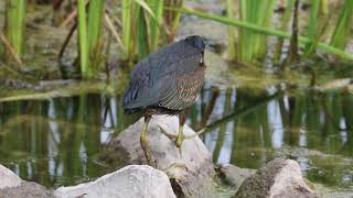 Foraging Green Heron, Woodbine Park, 09/26/20