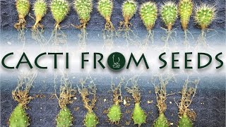 Cacti from Seeds: A 5-Year Chronicle | Jack C. Y. Lin【TCSC Monthly Meeting】20210720