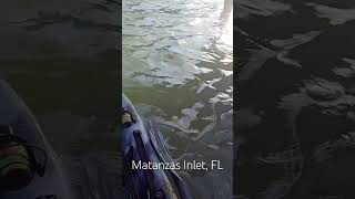 #fishing #kayak #kayakfishing #sheepshead #sheepsheadfishing #staugustineflorida #matanzasinlet