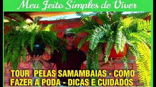 TOUR  PELAS  SAMAMBAIAS - COMO FAZER A PODA - DICAS E CUIDADOS🍀🍀🍀