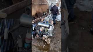 Machine milking of Bactrian camel in Oromchi