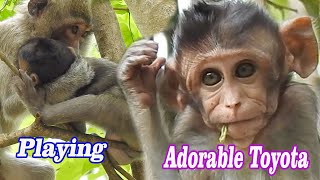 Best Friendship, Small baby Toyota fall in playing with group |Adorable monkeys look very attractive