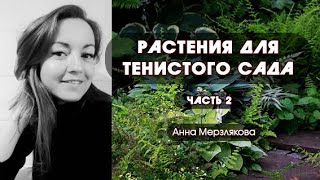 Растения для тенистого сада. Часть 2