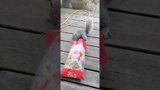 BROWNIES THE PICKIEST  🐿️ SQUIRREL I HAVE EVER HAD THE PLEASURE OF FEEDING HAHAHAH