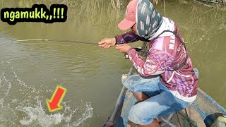 sekali lempar langsung di hajar mancing kakap putih barramundi muara