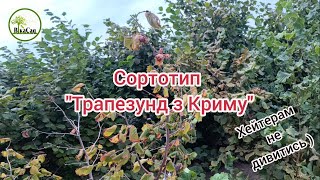 В пошуках найкращого "Трапезунду".