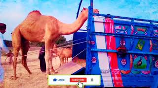 Camel loaded in the truck || in desert Thar || #camels #camelsofdesert #camel #thardesert #desert