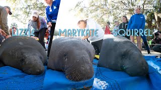 Waves of Success for Manatees