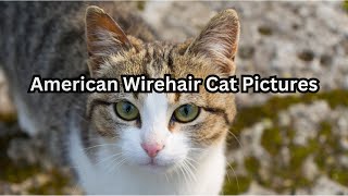 American Wirehair Cat Pictures 🐱 Cats 101 🐱 Set of Cat Breed Pictures