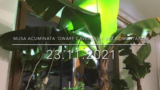 177.🌴🍌Musa acuminata 'Dwarf Cavendish' Bez komentarza🌴23.11.2021🍌🌴