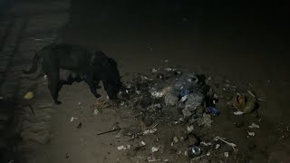 dog finding food at night.