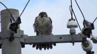 ハヤブサ入浴、乾燥  Peale's falcon took a bath