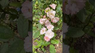 Smiled rose flowers 🥀 || Home Gardening | #flowers #gardening #shorts #rose