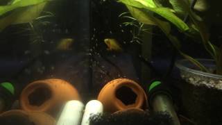 Apistogramma borelli z narybkiem