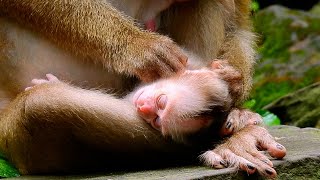 Good action of mom Libby grooming newborn Leo