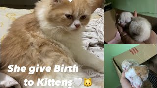 Pregnant Cat & She give Birth to Kittens 🐱