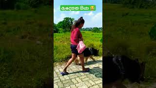 ඇදෙගන ගියා 😂😜 | German Shepherd Walking| Jumping Dog Funny #dog #funny #viralvideo