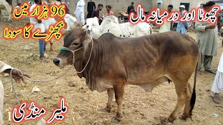 Malir Mandi Chota Maal Update 2023 | Chota Or Darmiyana Maal Malir Mandi | Cow Mandi 2023 |