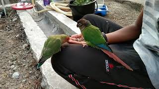 Jejet Green Cheek Conure & jajau Lovebird