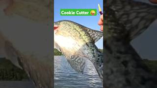 Summer Size Crappie! #fishing #fish #shorts