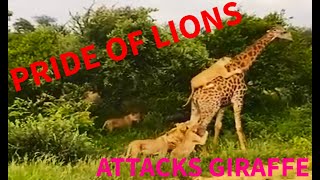 PRIDE OF LIONS ATTACKS GIRAFFE