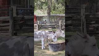 Donkeys are about place #donkeys #animal #animals #toronto #trending #viral #shortsviral #vlog