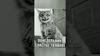 #жиза #прикол #юмор #кот #смешныевидео #понедельник #стихи #ржака #смех #приколы #забавныеживотные