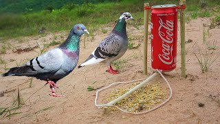 Easy Bird Trap Technology Make From CocaCoCa Bottle