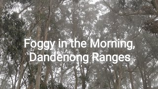 Foggy in The One Tree Hill Top and 2 WCs, Dandenong Ranges NP, VIC Australia