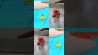 Little duck Song (Animation meme) #shorts #animation #trending Collab to @packyfilm